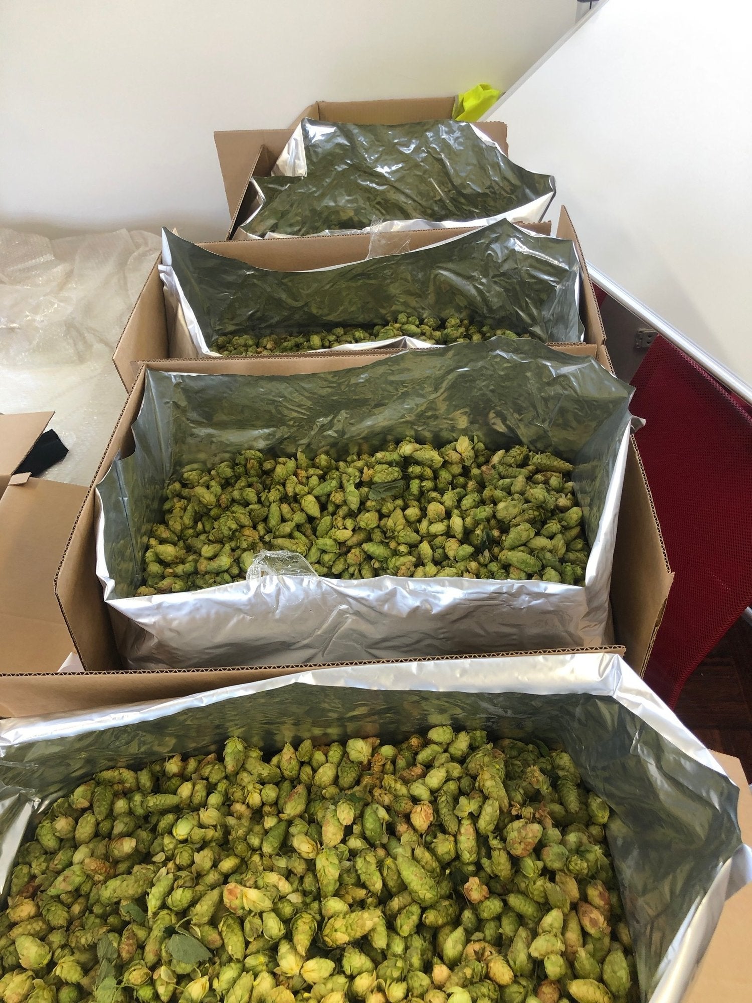 HERE COMES THE HOP HARVEST